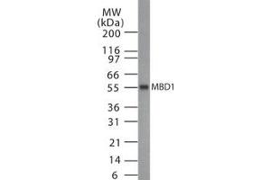 Western Blotting (WB) image for anti-Methyl-CpG Binding Domain Protein 1 (MBD1) (AA 98-113) antibody (ABIN208588) (MBD1 antibody  (AA 98-113))