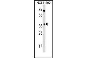 Western blot analysis of OR4N2 Antibody (N-term) in NCI-H292 cell line lysates (35ug/lane).