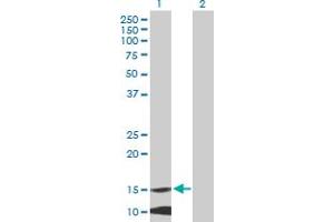 Western Blot analysis of MRPL42 expression in transfected 293T cell line by MRPL42 MaxPab polyclonal antibody. (MRPL42 antibody  (AA 1-142))