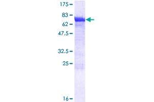 DYNC1LI2 Protein (AA 1-492) (GST tag)