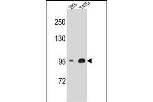CTNNB1 Antibody (N-term) A western blot analysis in 293,T47D cell line lysates (35 μg/lane). (CTNNB1 antibody  (N-Term))
