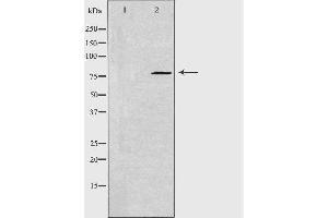 Western blot analysis of extracts from NIH/3T3 cells, using GNE antibody. (GNE antibody)
