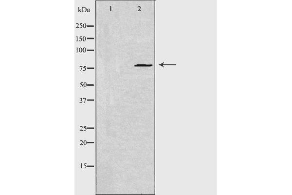 GNE antibody