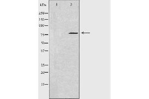 Western blot analysis of extracts from NIH/3T3 cells, using GNE antibody.