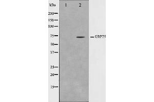 Western blot analysis on COS7 cell lysate using GRP75 Antibody,The lane on the left is treated with the antigen-specific peptide. (HSPA9 antibody)