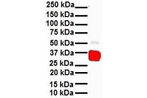 Western Blotting (WB) image for anti-Hematopoietically Expressed Homeobox (HHEX) (Middle Region) antibody (ABIN2777302)