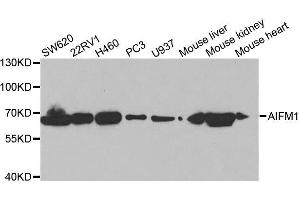 Western Blotting (WB) image for anti-Apoptosis-Inducing Factor, Mitochondrion-Associated, 1 (AIFM1) (AA 334-613) antibody (ABIN3023385)