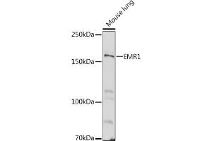 Western blot analysis of extracts of Mouse lung, using EMR1 antibody (ABIN3021857, ABIN3021858, ABIN3021859 and ABIN6216234) at 1:500 dilution. (F4/80 antibody  (AA 21-290))