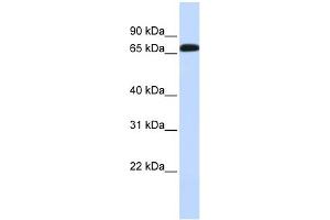 WB Suggested Anti-SLC6A1 Antibody Titration:  0. (SLC6A1 antibody  (Middle Region))