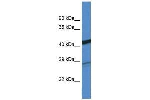 Western Blot showing Dgat2 antibody used at a concentration of 1. (DGAT2 antibody  (C-Term))