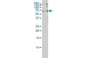 EHD4 monoclonal antibody (M01), clone 1B8 Western Blot analysis of EHD4 expression in Hela S3 NE .