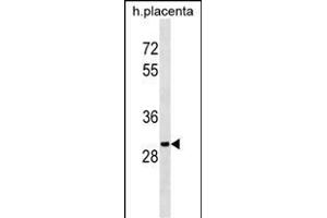 OR5B12 Antibody (C-term) (ABIN1536620 and ABIN2843880) western blot analysis in human placenta tissue lysates (35 μg/lane).
