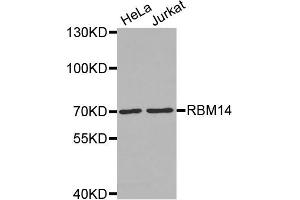 Western Blotting (WB) image for anti-RNA Binding Motif Protein 14 (RBM14) antibody (ABIN1874564)