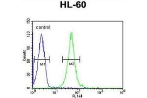 Flow cytometric analysis of HL-60 cells using RGR Antibody  (right histogram) compared to a negative control cell (left histogram).