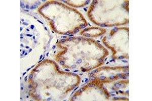 CUX1 antibody immunohistochemistry analysis in formalin fixed and paraffin embedded human kidney tissue. (CUX1 antibody  (AA 1347-1374))