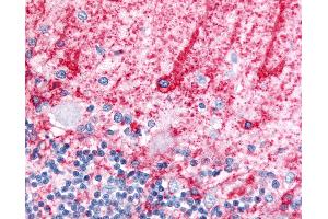 Anti-SLC1A3 / GLAST antibody IHC of human brain, cerebellum, molecular layer and Purkinje layer. (SLC1A3 antibody  (Cytoplasmic Domain))