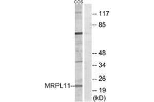 Western Blotting (WB) image for anti-Mitochondrial Ribosomal Protein L11 (MRPL11) (AA 21-70) antibody (ABIN2890046) (MRPL11 antibody  (AA 21-70))