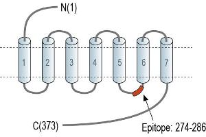 Representative domain view of the target of ABIN7884974.