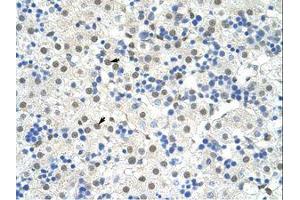 Image no. 1 for anti-NOBOX Oogenesis Homeobox (NOBOX) (AA 37-86) antibody (ABIN6736252) (NOBOX antibody  (AA 37-86))