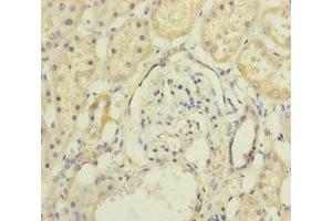 Immunohistochemistry of paraffin-embedded human kidney tissue using ABIN7165791 at dilution of 1:100