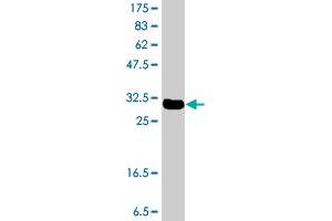 Western Blot detection against Immunogen (32. (KLF2 antibody  (AA 1-56))
