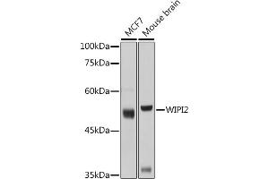 Western blot analysis of extracts of various cell lines, using WIPI2 antibody (ABIN6133278, ABIN6150223, ABIN6150225 and ABIN6223441) at 1:1000 dilution. (WIPI2 antibody  (AA 187-436))