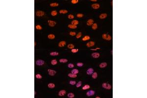 Immunofluorescence analysis of C6 cells using MYEF2 antibody (ABIN7268721) at dilution of 1:100. (MYEF2 antibody  (AA 1-120))