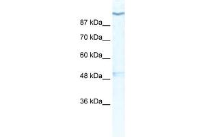 WB Suggested Anti-KCNH6 Antibody Titration:  0. (KCNH6 antibody  (Middle Region))