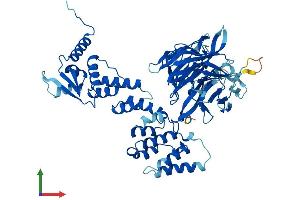 AlphaFold protein structure predicition of Human Recombinant CCIN Protein, UniprotID Q13939 (Calicin Protein (CCIN) (AA 1-588) (His tag))
