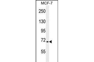 SEL1L Antibody (Center) (ABIN654642 and ABIN2844339) western blot analysis in MCF-7 cell line lysates (35 μg/lane).