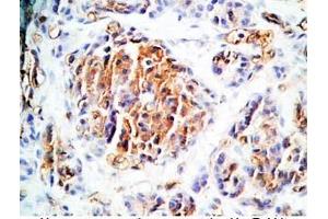 Human pancreas tissue was stained by Rabbit Anti-TRB-3 (314-349) (Rat) Antibody (TAS2R140 antibody  (AA 314-349))