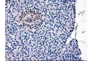 Image no. 1 for anti-Calpain 9 (CAPN9) antibody (ABIN1497092) (Calpain 9 antibody)