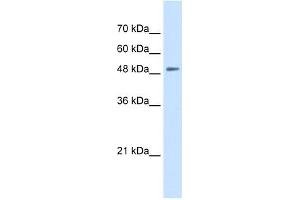 SLC43A2 antibody used at 0. (SLC43A2 antibody  (N-Term))