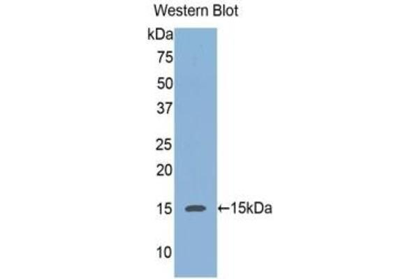 REG3A anticorps  (AA 40-164)
