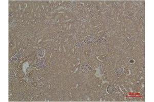 Immunohistochemistry (IHC) analysis of paraffin-embedded Mouse Kidney Tissue using HSC 70 Polyclonal Antibody. (Hsc70 antibody)