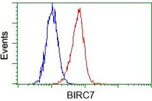 Image no. 4 for anti-Baculoviral IAP Repeat-Containing 7 (BIRC7) antibody (ABIN1499181) (BIRC7 antibody)