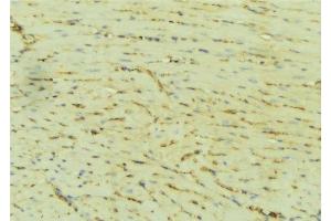 ABIN6276509 at 1/100 staining Mouse liver tissue by IHC-P. (ATP2A2 antibody  (Internal Region))