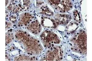 Image no. 8 for anti-Arginyl Aminopeptidase (Aminopeptidase B) (RNPEP) antibody (ABIN1500729) (RNPEP antibody)