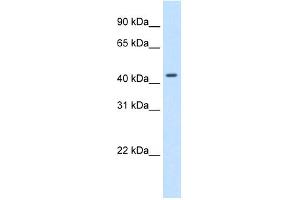 WB Suggested Anti-SNAPC1 Antibody Titration:  1. (SNAPC1 antibody  (C-Term))