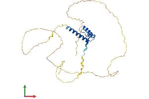 AlphaFold protein structure predicition of Human Recombinant CRX Protein, UniprotID O43186 (CRX Protein (AA 1-299) (His tag))