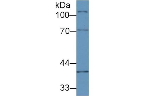 CUZD1 抗体  (AA 291-545)