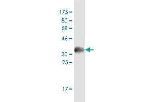 Western Blot detection against Immunogen (35. (ZFP14 antibody  (AA 70-161))