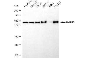 Western blotting analysis using UHRF2 antibody (ABIN7800763).