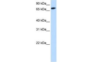 Western Blotting (WB) image for anti-Forkhead Box O1 (FOXO1) antibody (ABIN2463785) (FOXO1 antibody)