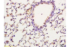 CRTC2 antibody  (pSer171)