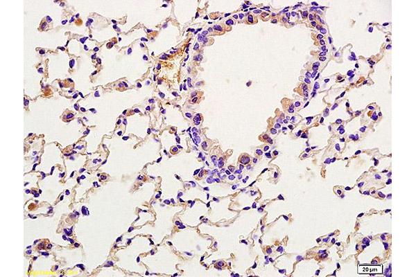 CRTC2 antibody  (pSer171)