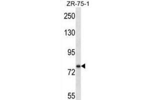 Western Blotting (WB) image for anti-Single-Minded Homolog 1 (SIM1) antibody (ABIN2997049)
