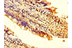 IHC image of ABIN7173504 diluted at 1:200 and staining in paraffin-embedded human small intestine tissue performed on a Leica BondTM system. (Dnmt2 antibody  (AA 170-269))