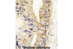 Immunohistochemistry (IHC) image for anti-Cadherin 7 (CDH7) antibody (ABIN2998181) (Cadherin 7 antibody)