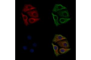 ABIN6256758 and ABIN6267373 staining HepG2 cells(30 min of 4uM Forskolin treatment) by IF/ICC. (Src antibody  (pTyr527, pTyr530))